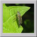 Psilocephala eximia - Stilettfliege 01.jpg